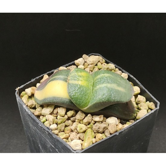 Gasteria armstrongii hybrid variegata,