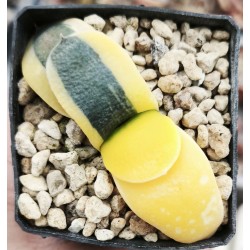 Gasteria armstrongii hybrid variegata,