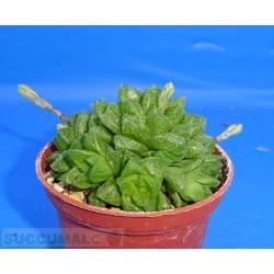Haworthia reticulata v hurlingii