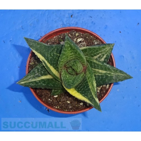 Haworthia limifolia v. schuldtiana variegata