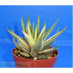 Haworthia fasciata variegata