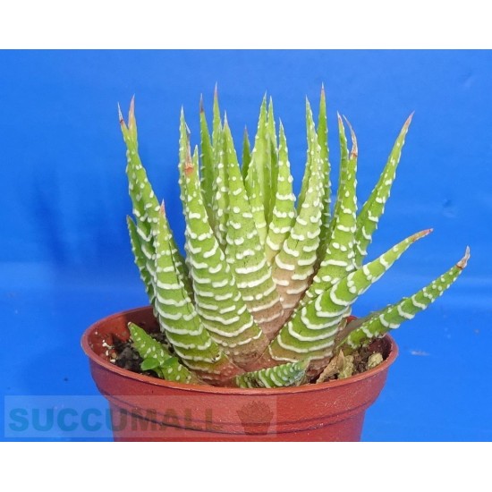 Haworthia fasciata cv. Lime Green