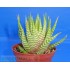 Haworthia fasciata cv. Lime Green