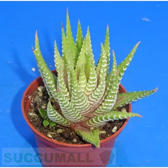 Haworthia fasciata cv. Lime Green