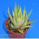 Haworthia fasciata cv. Lime Green