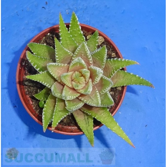 Haworthia fasciata cv. Lime Green