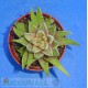 Haworthia fasciata cv. Lime Green