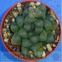 Haworthia cooperi truncata