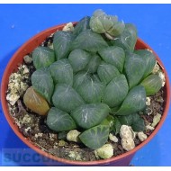 Haworthia cooperi truncata