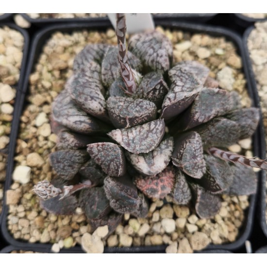 Haworthia 'MORDOR' Haworthia 'MORDOR'