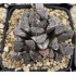Haworthia 'MORDOR'