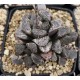 Haworthia 'MORDOR' Haworthia 'MORDOR'