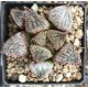 Haworthia 'HAKUGINJO' Haworthia 'HAKUGINJO'