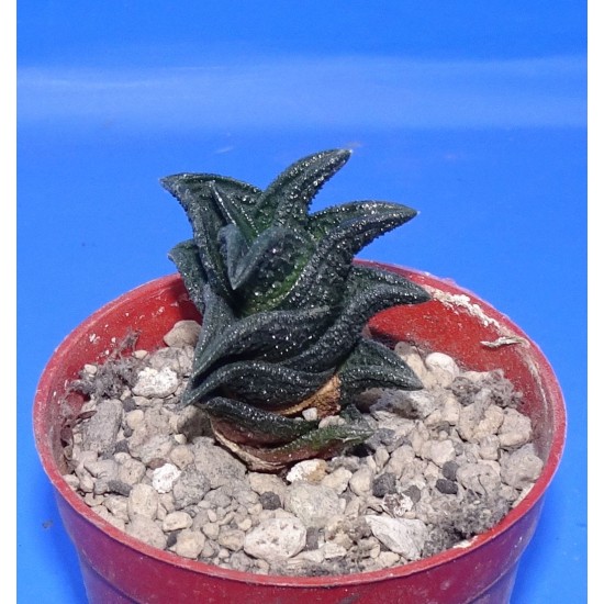 Haworthia nigra IB6556