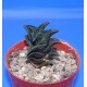 Haworthia nigra IB6556