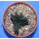 Haworthia nigra IB6556