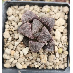 Haworthia splendens 'PEARL'