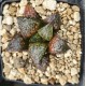Haworthia 'SHIKINJOU' Type A 「紫 金 城 A型」(Forbidden City)