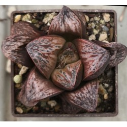 Haworthia splendens 'INCAROSE' (Silver Mutica x Splendens White Wolf (H. silvania))