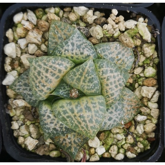 Haworthia comptoniana 'WHITE WHALE' Haworthia comptoniana 'WHITE WHALE'
