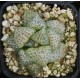 Haworthia comptoniana 'WHITE WHALE' Haworthia comptoniana 'WHITE WHALE'