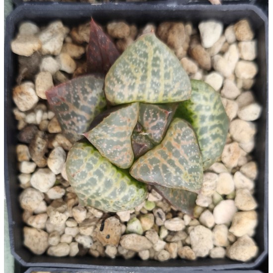 Haworthia comptoniana 'WHITE WHALE' Haworthia comptoniana 'WHITE WHALE'