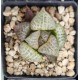 Haworthia comptoniana 'WHITE WHALE' Haworthia comptoniana 'WHITE WHALE'