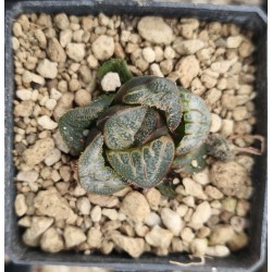 Haworthia splendens 'ARIES' s
