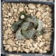 Haworthia splendens 'ARIES' s Haworthia splendens 'ARIES' s