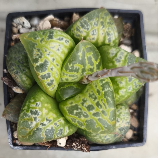 Haworthia 'KAMEN BUDOKAI'