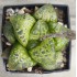 Haworthia 'KAMEN BUDOKAI'