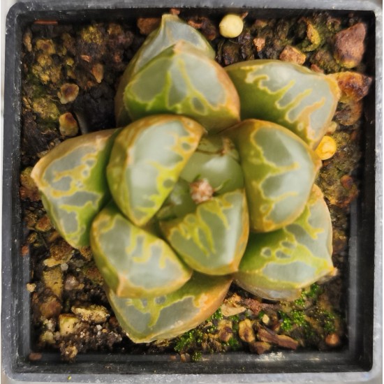 Haworthia 'GREEN FLAME' 大鳴蛇 Ōnaruhebi Haworthia 'GREEN FLAME' 大鳴蛇 Ōnaruhebi