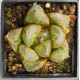 Haworthia 'GREEN FLAME' 大鳴蛇 Ōnaruhebi Haworthia 'GREEN FLAME' 大鳴蛇 Ōnaruhebi