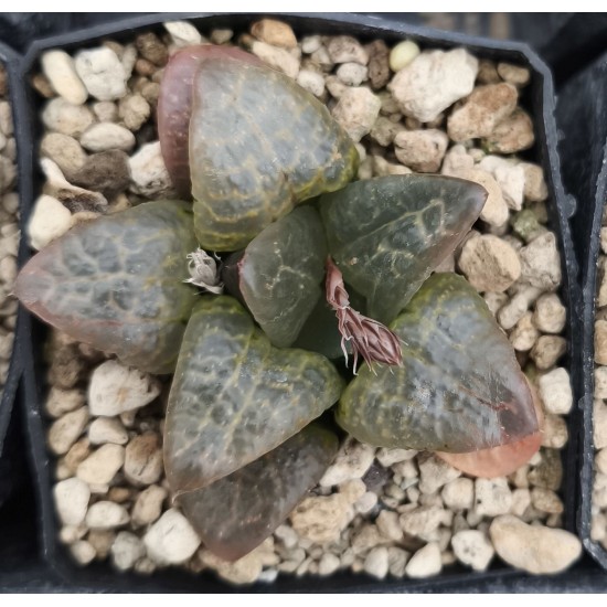 Haworthia 白眼竜 Yoshida cv. Hakuganryu (White Eyed Dragon)