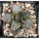 Haworthia 白眼竜 Yoshida cv. Hakuganryu (White Eyed Dragon)