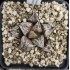 Haworthia ‘Dōjaku-dai’ 'BRONZE SPARROW' 銅雀台
