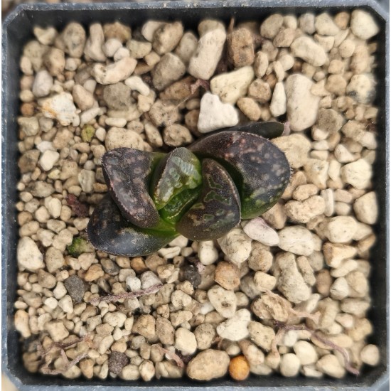 HW205 Haworthia 'BLACK WHITE' 'HUKO' HW205 Haworthia 'BLACK WHITE' 'HUKO'