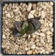HW205 Haworthia 'BLACK WHITE' 'HUKO' HW205 Haworthia 'BLACK WHITE' 'HUKO'
