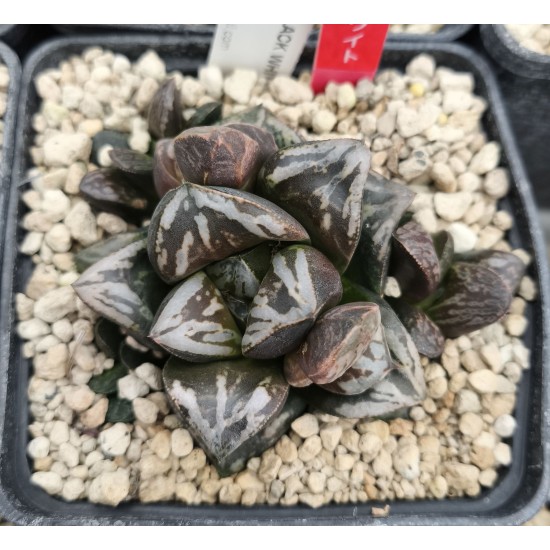 HW205 Haworthia 'BLACK WHITE' 'HUKO' HW205 Haworthia 'BLACK WHITE' 'HUKO'