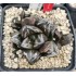 HW205 Haworthia 'BLACK WHITE' 'HUKO'