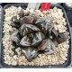 HW205 Haworthia 'BLACK WHITE' 'HUKO' HW205 Haworthia 'BLACK WHITE' 'HUKO'