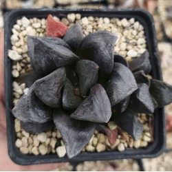 Haworthia splendens 'SISHIDEN'