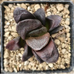 Haworthia splendens 'SISHIDEN'