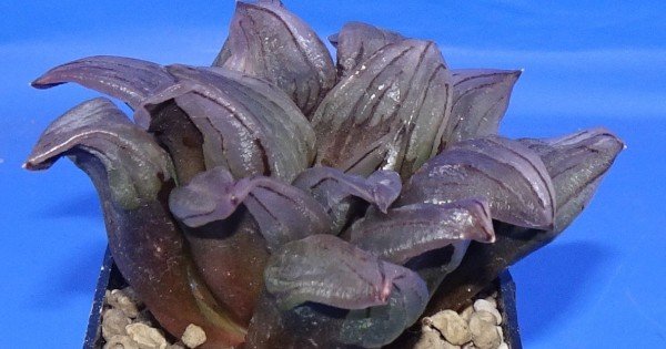 Haworthia atrofusca 'WATERMELON MUTANT'
