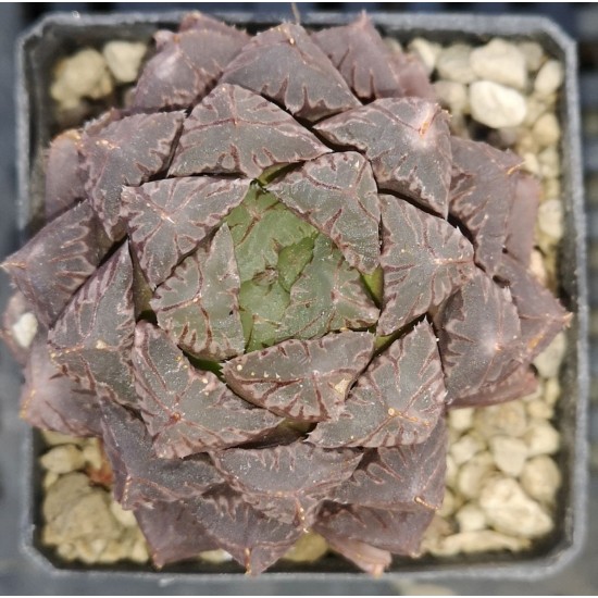 Haworthia obtusa 'RED STONE'