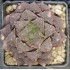 Haworthia obtusa 'RED STONE'