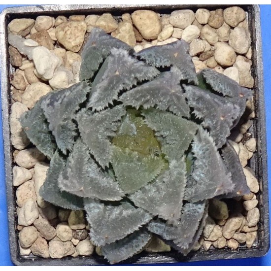 Haworthia obtusa 'SILVER STING'