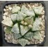 Haworthia picta 'PANDORA MAGICBOX'