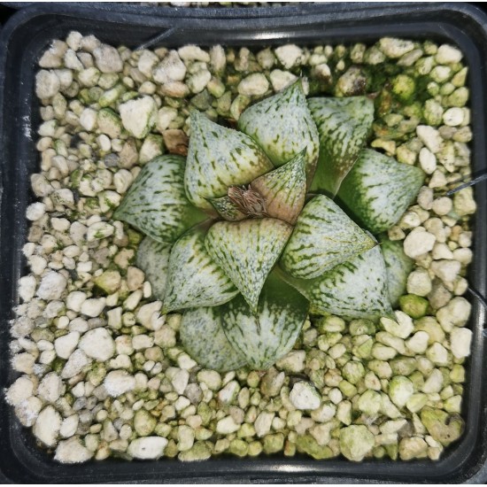 Haworthia picta 'TOUGENKYOU'