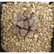 Haworthia picta 'LEXUS'